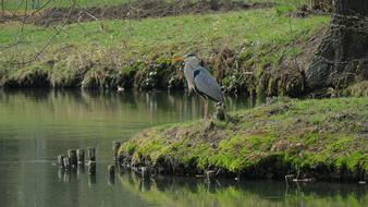 water Heron Bird on Lake coast