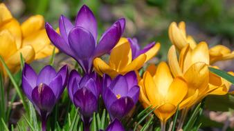incredible Flower Crocus Spring