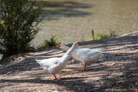 amazing Goose Bird