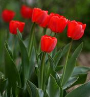 Beautiful, blossoming, red tulip flowers with green leaves in spring