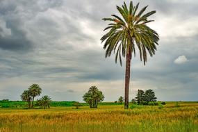 Landscape of Palm Tree on meadow