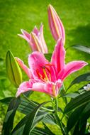 incredible Lily Flower Blossom