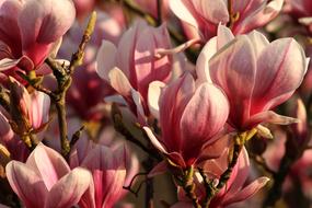 gorgeous Magnolia Pink
