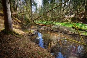 landscape of forest Pond