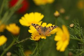 Insect Butterfly Vanessa on flowers