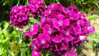gorgeous Flower Clove