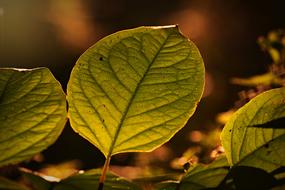 green tree leaf texture