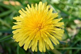 close up photo of Yellow blossom of Dandelion