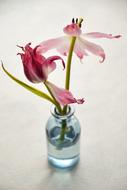 Colorful and beautiful tulips on the stems, in the glass vase with water