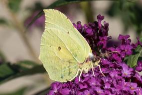 Close-up of the beautiful, yellow butterfly on the purple flowers, at blurred background