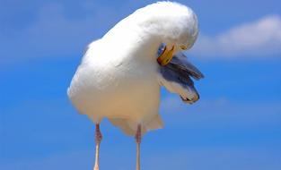 Beautiful and colorful, cute gull, clearing feathers, at blue sky with clouds on background