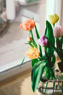 Close-up of the beautiful and colorful tulips with the green leaves, in light