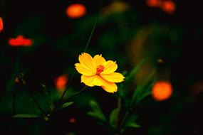 incredible Nature Beautiful Purity