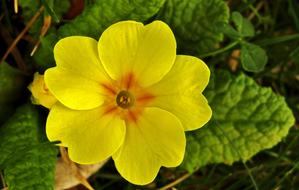 delightful Cowslip Spring Yellow