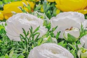 spring white ranunculus in a bouquet close-up