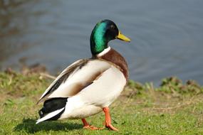 beautiful mallard walks along the lake