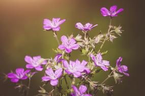 bush of summer wildflowers