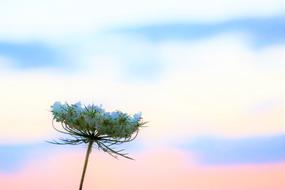 enchanting Nature Plant