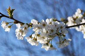 White Flowers on Branches at Spring