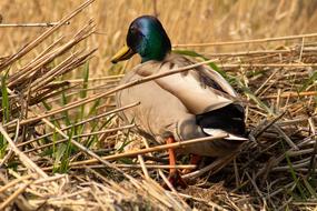 enchanting Duck Bird Nature