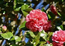 Flower Of Camellia