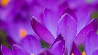 Flowers Crocus close-up on blurred background