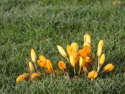 bunch of gorgeous Crocuses in grass