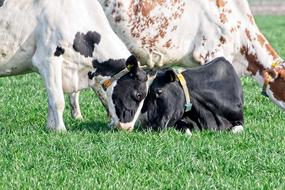 cows of different colors on a green pasture