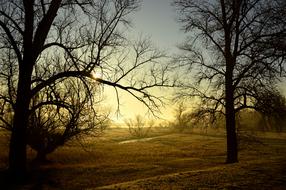 foggy morning with trees in the meadow