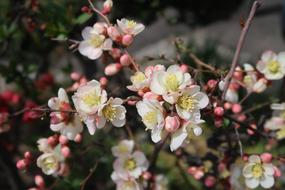 enchanting Flowers Seasonal