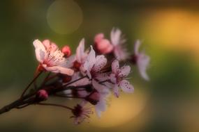 Close-up of the colorful and beautiful almond flowers, at background with colorful bokeh lights