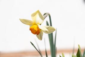 attractive Narcissus Flower Spring