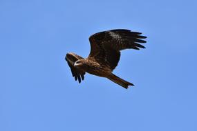 wild brown predatory fish flies high in the sky