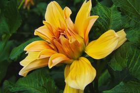 beautiful photo of yellow tropical flower