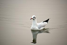 Beautiful, white and black, swimming seagull, with reflection in the water