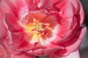 open pink Blossom of double tulip close up