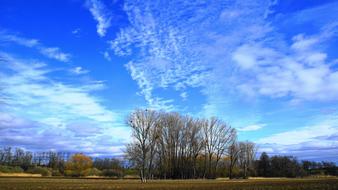 landscape of incredible Grove of Trees