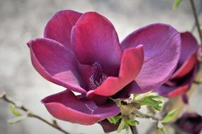 macro photo of purple magnolia