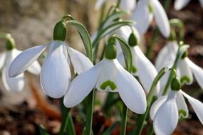 Snowdrops, white blossoms close up outdoor