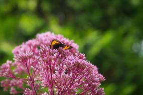 Butterfly Flowers and insect