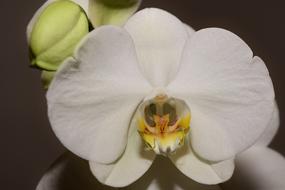 delicate white orchid flower