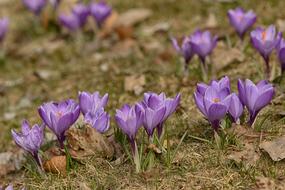 Beautiful, violet and orange, blossoming crocus flowers, among the green grass