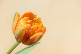gorgeous Tulip Orange