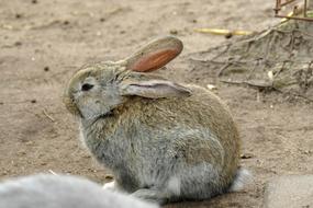 attractive Rabbit Mammal Wild