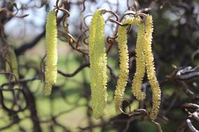 delightful Hazelnut Pollen Nature