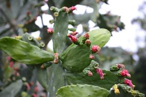 enchanting Cactus Flower