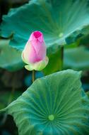 Green leaves and Pink Lotus flower bud