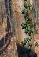 Beautiful and colorful tree and green ivy plant in the forest