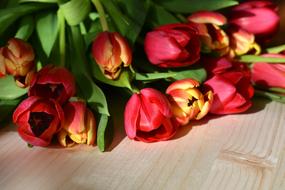 unusually beautiful Tulip Flowers