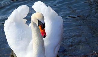 incredible Swan White Close Up